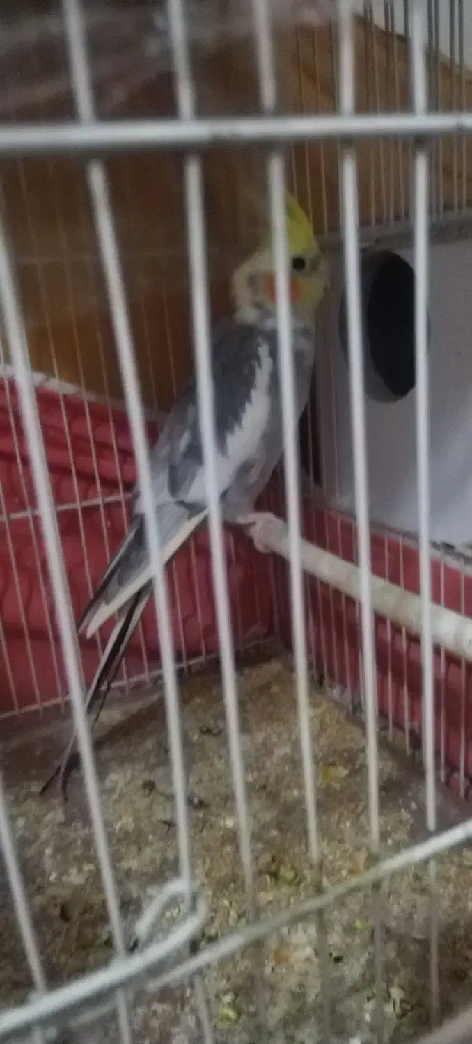 جفت عروس هلندی لوتینو و وایت|پرنده|تربت‌حیدریه, داروپخش|دیوار