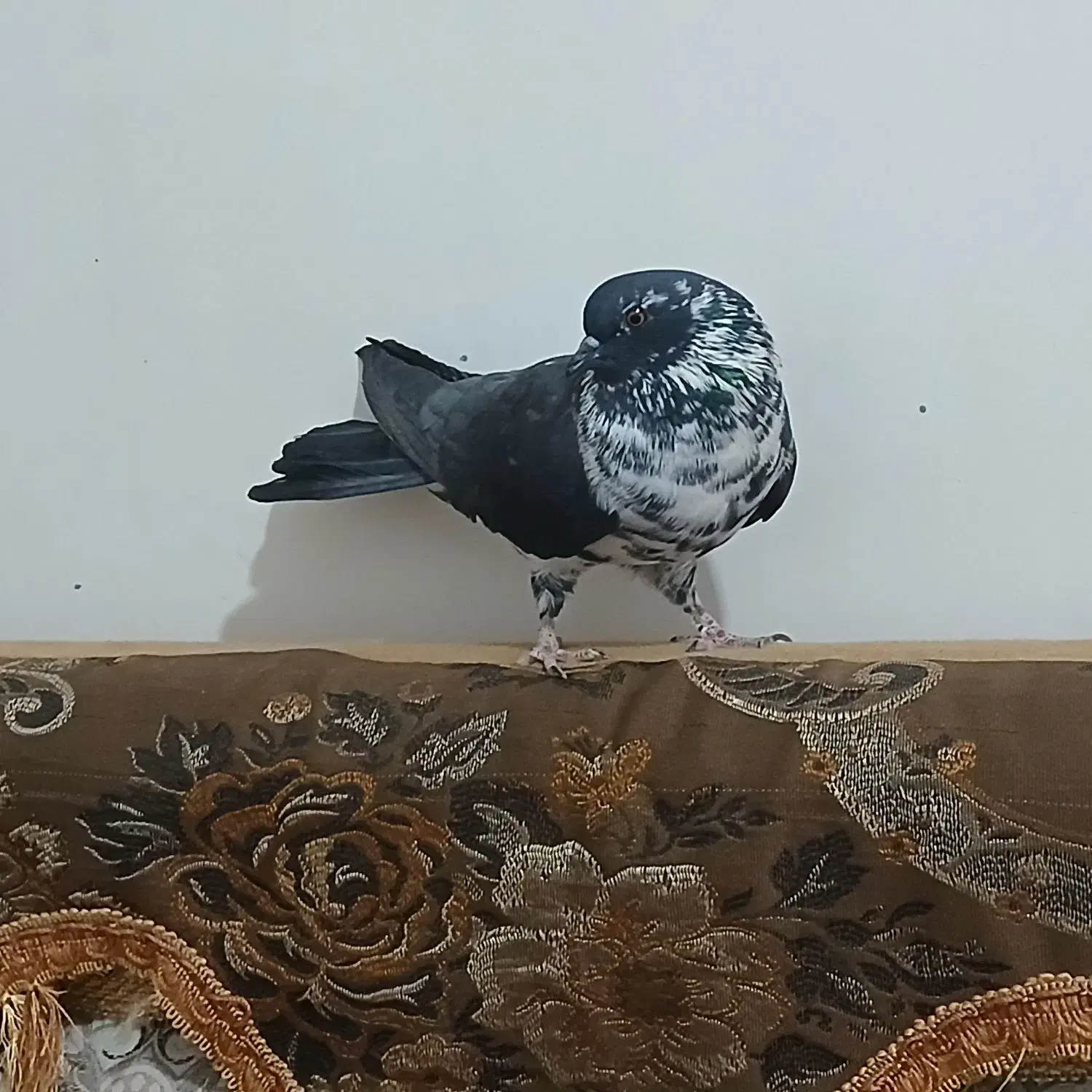 تهرانی|پرنده|نیمروز, |دیوار