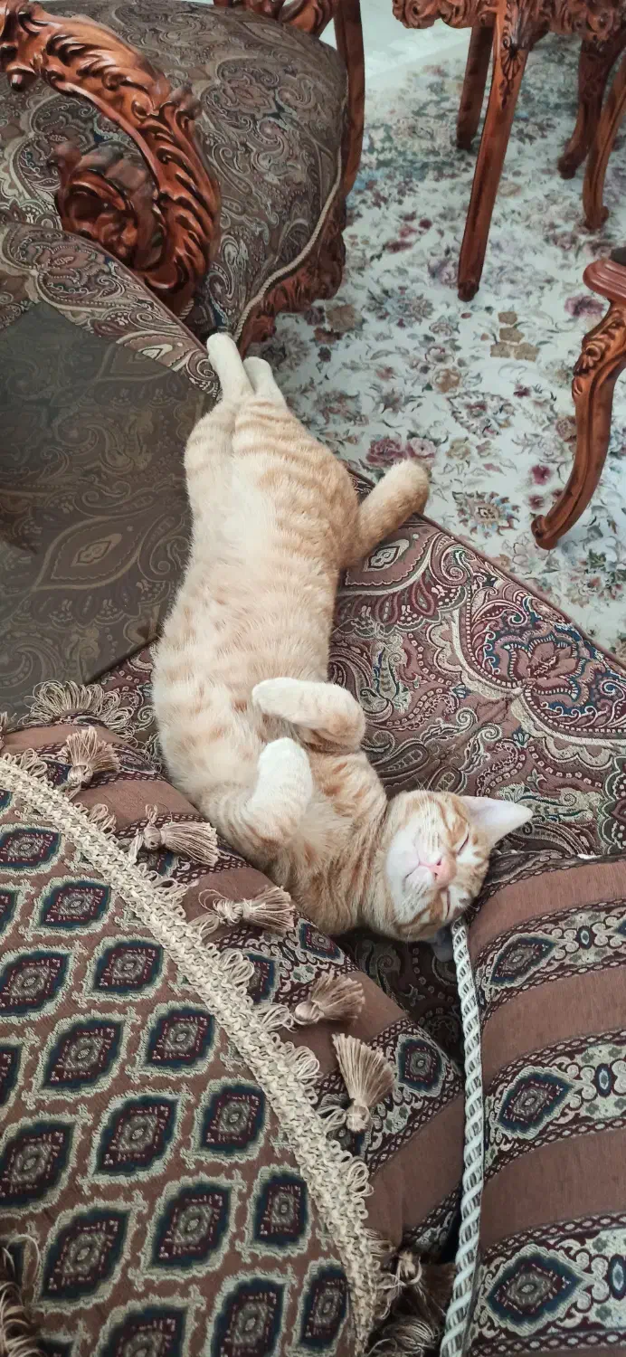 واگذاری گربه نارنجی|گربه|ساری, |دیوار