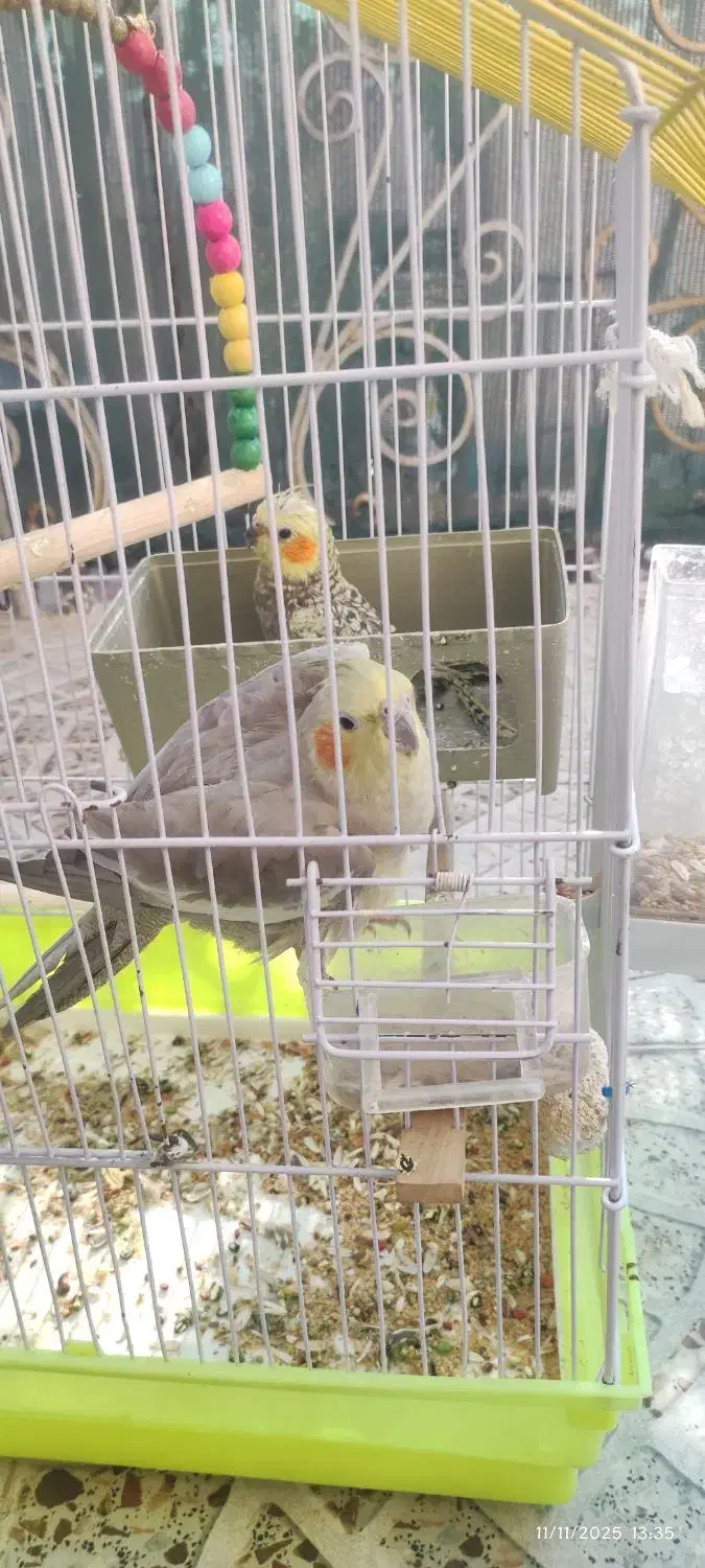 عروس هلندی|پرنده|گرمسار, |دیوار