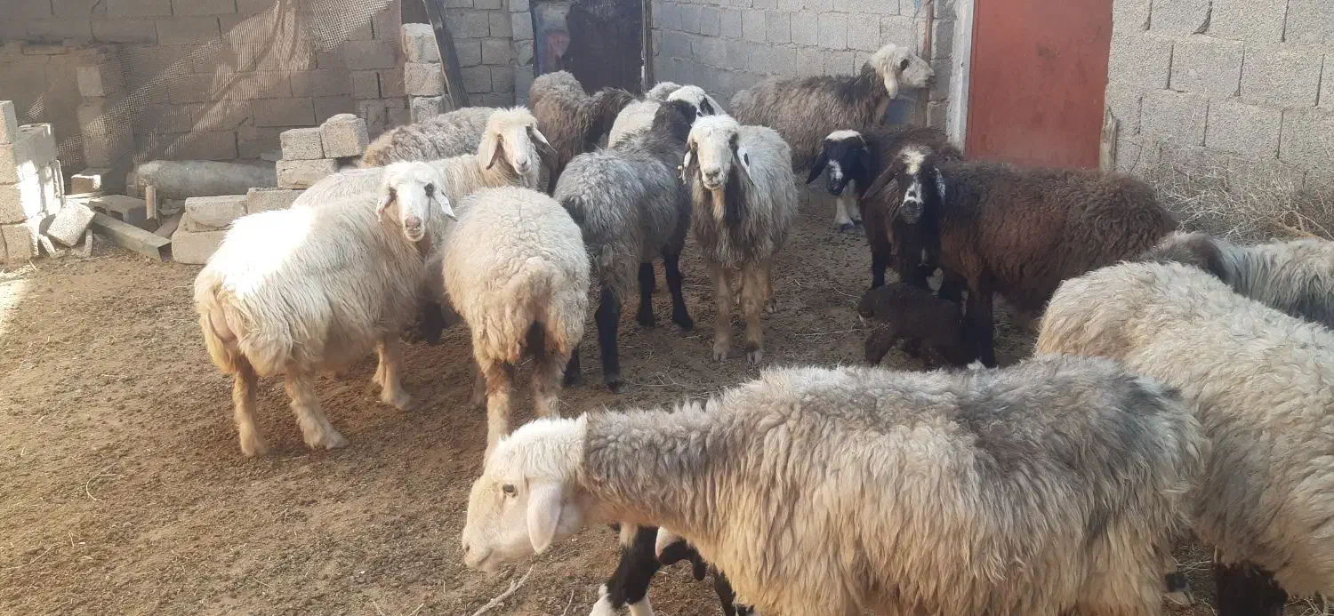 گوسفند ترکی|حیوانات مزرعه|ریگ, |دیوار