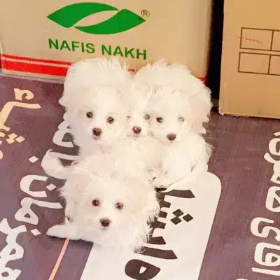 فروش توله سگ مالتیز پاکوتا حضوری|سگ|بردسیر, |دیوار