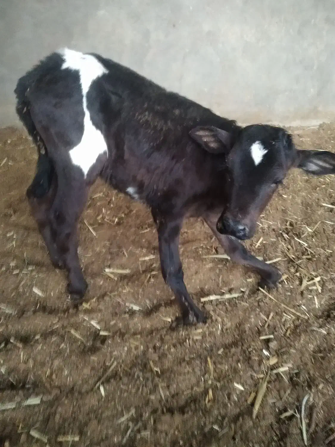 گاو با گوساله ی ماده|حیوانات مزرعه|بیرجند, |دیوار