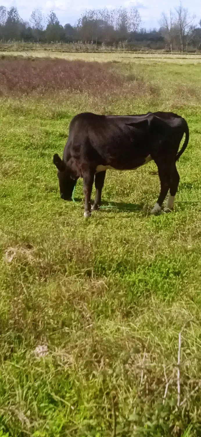 گاو دوگ محلی|حیوانات مزرعه|سنگر, |دیوار