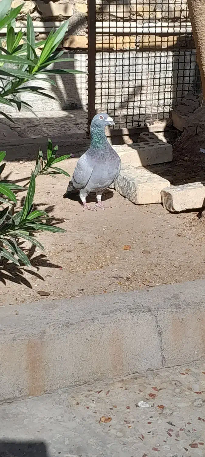 کبوتر|پرنده|کارون, |دیوار