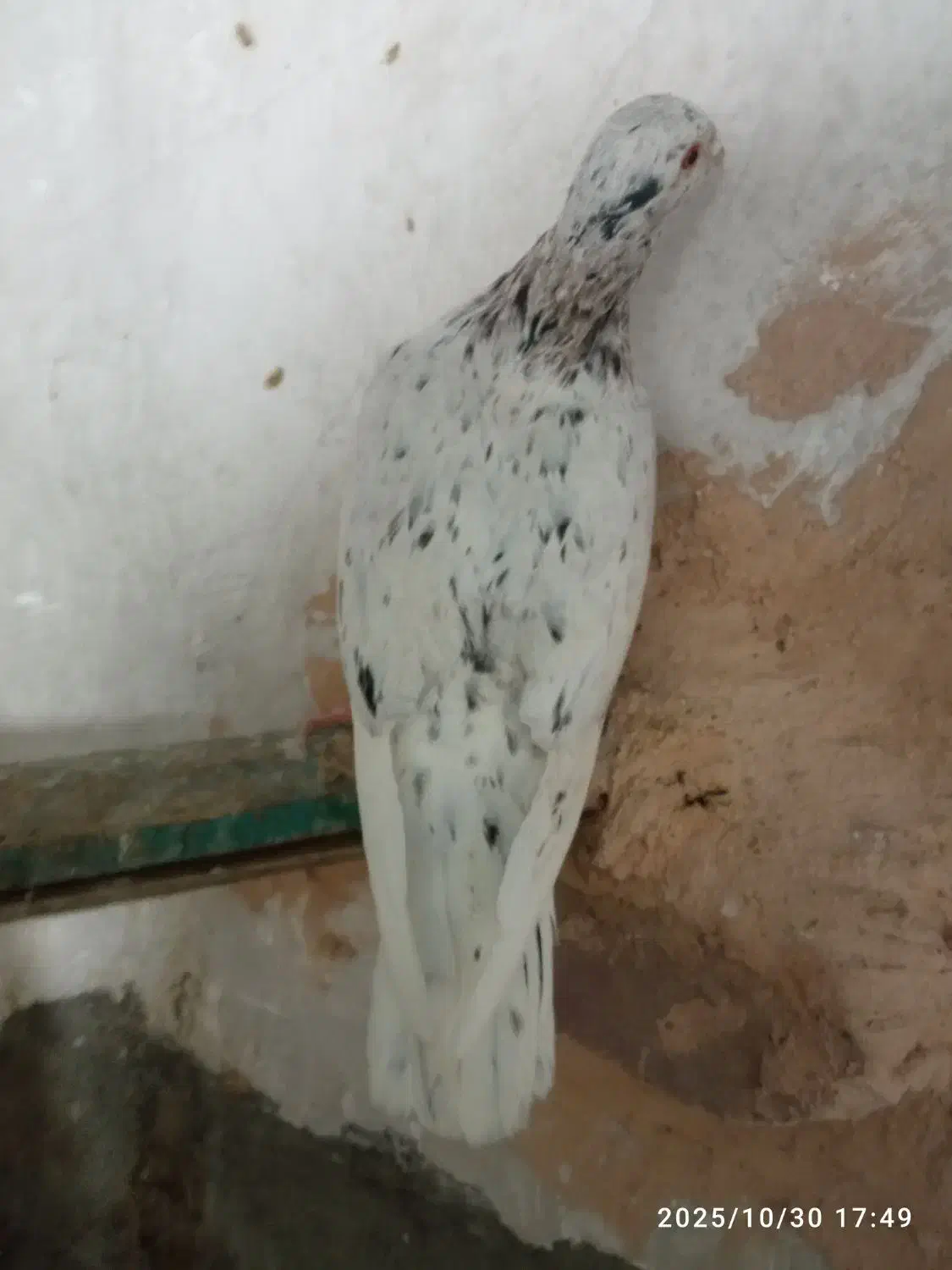 کفتر هفت رنگ نر تیکه دار|پرنده|سبزوار, قصبه شرقی|دیوار