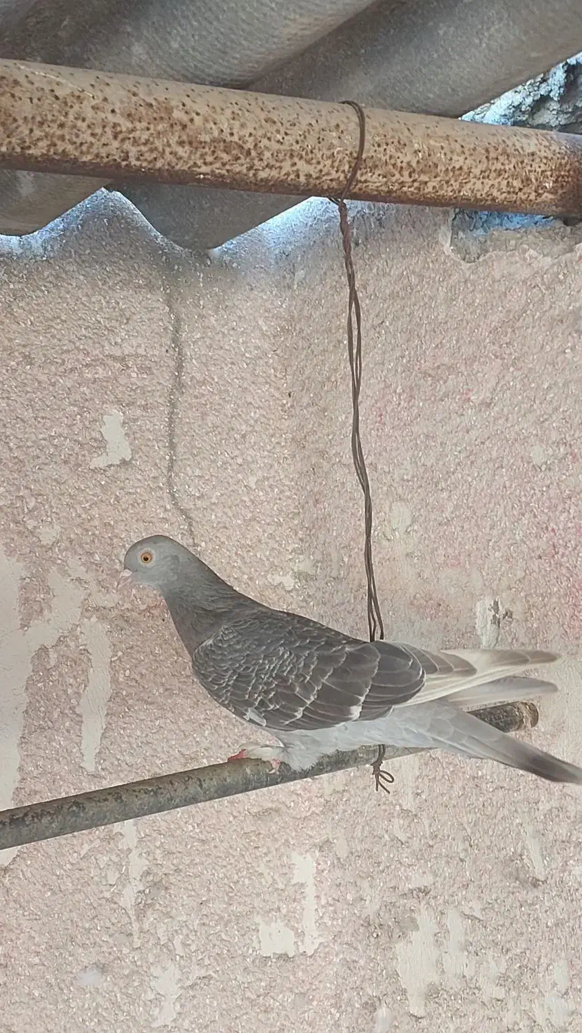 کبوتر|پرنده|شادگان, |دیوار