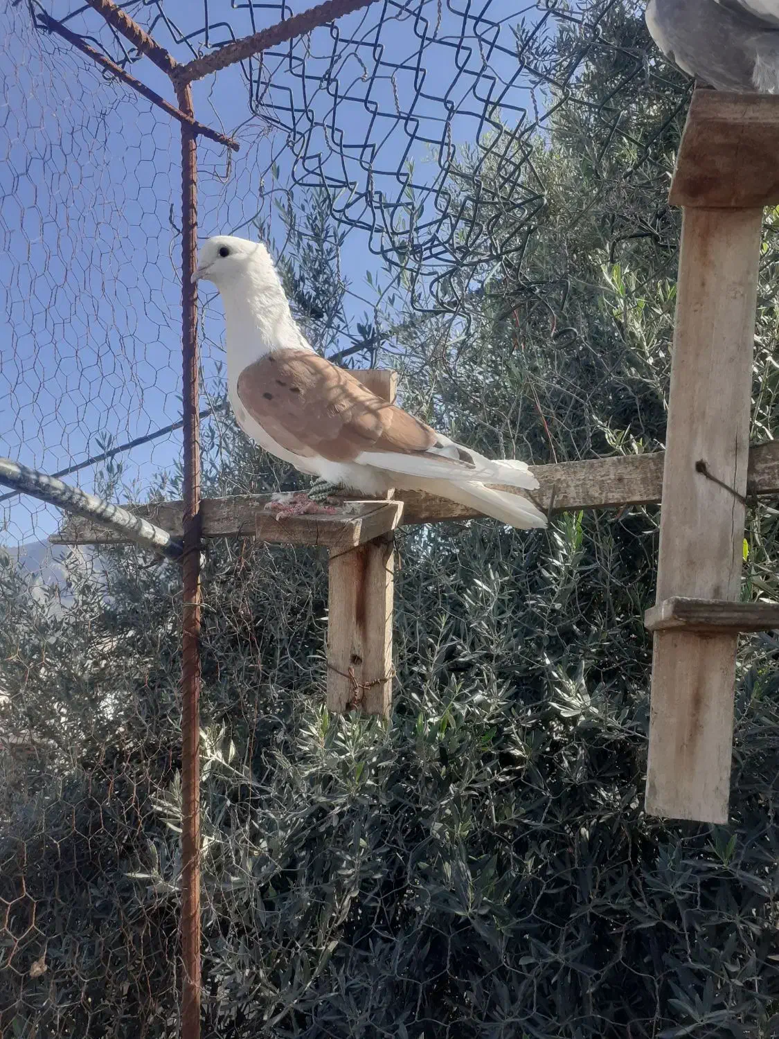دوبال زرد سوسکی بزک دوعدد کربلایی سرخ خون سینه|پرنده|گالیکش, |دیوار