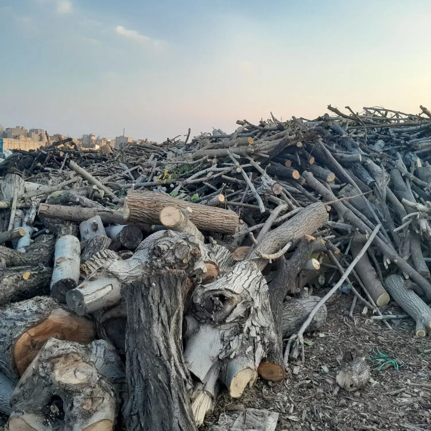 خریدار چوب و درخت|خدمات باغبانی و درختکاری|کرج, فاز ۴ مهرشهر|دیوار