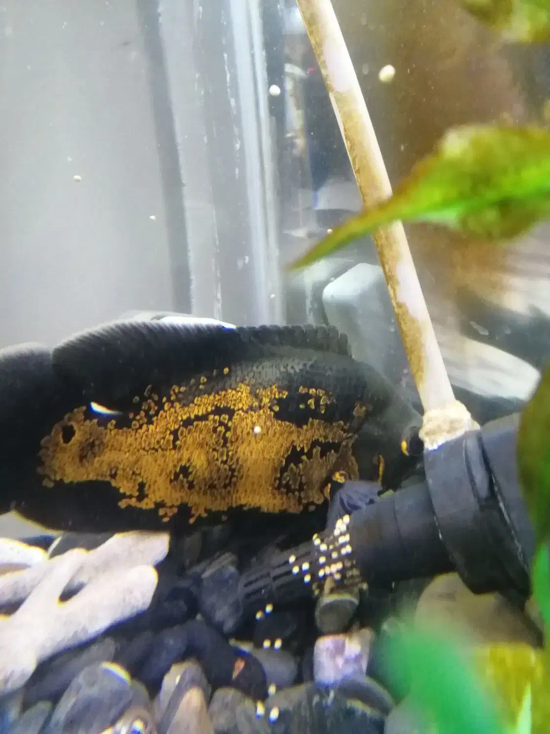 ماهی اسکار|ماهی|مشهد, عبادی|دیوار