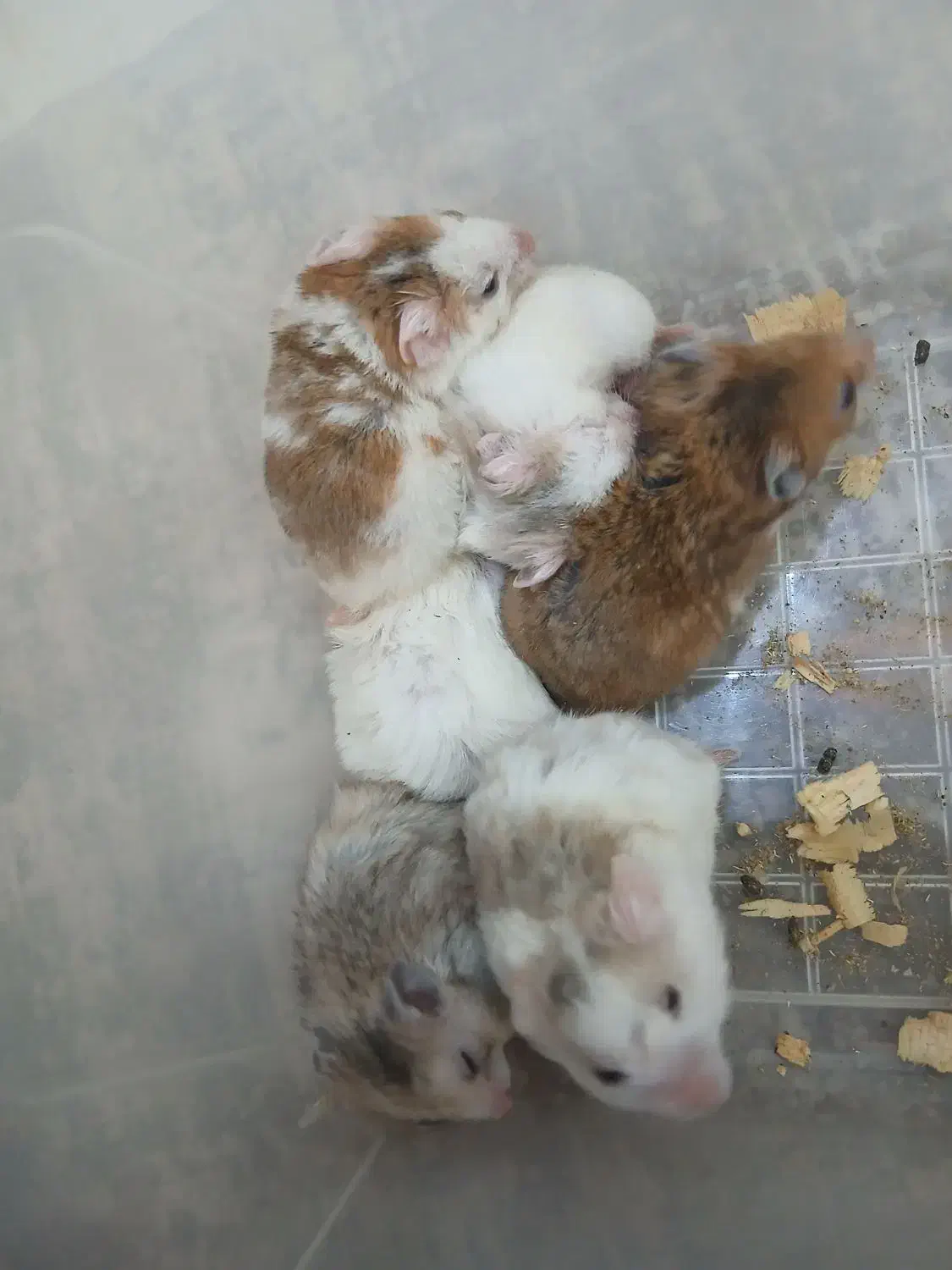 همستر دستی ورام|موش و خرگوش|تهران, سجاد|دیوار