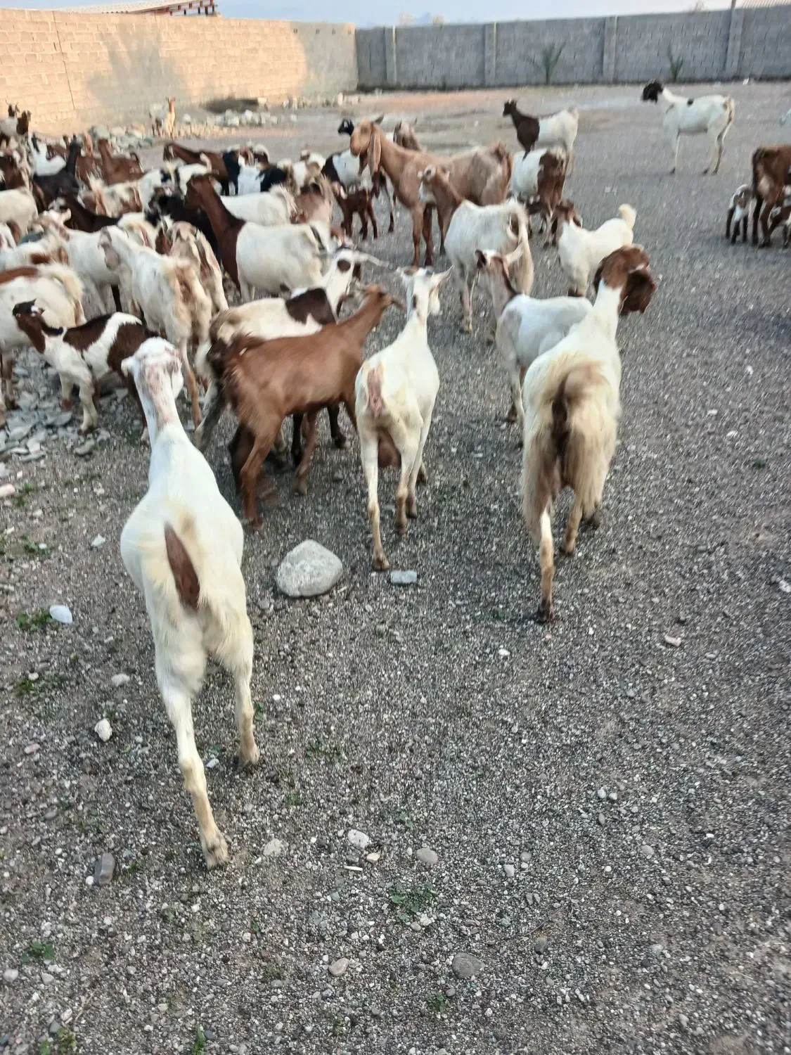 بز داشتی|حیوانات مزرعه|میناب, |دیوار