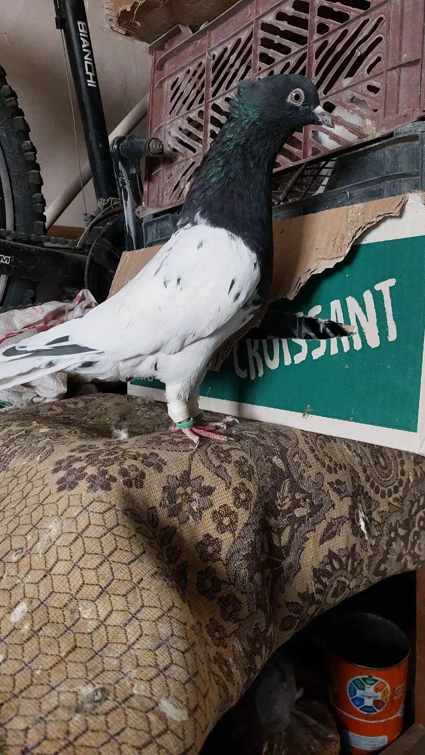 کبوتر کله سیاه ماده|پرنده|تاکستان, |دیوار