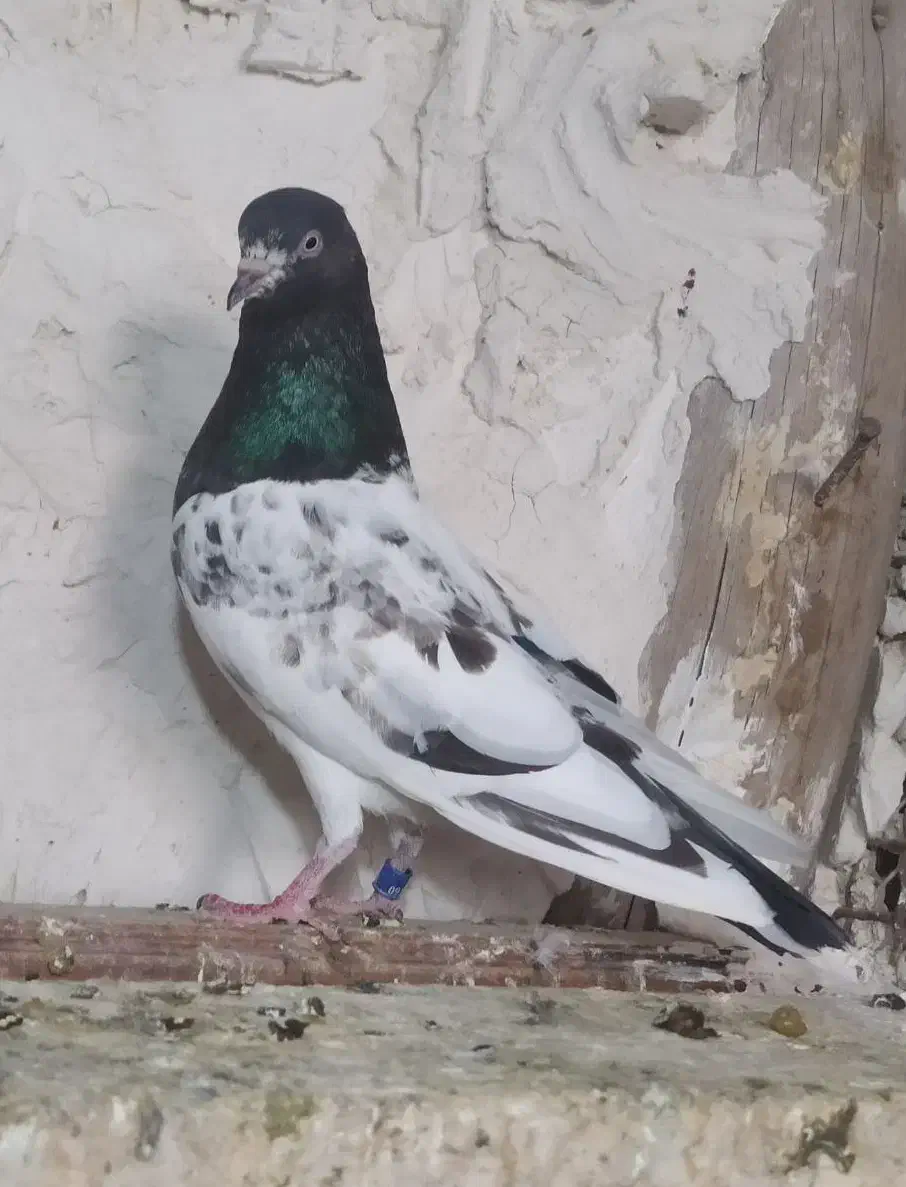 11عدد کفتر پرشی|پرنده|خلخال, |دیوار