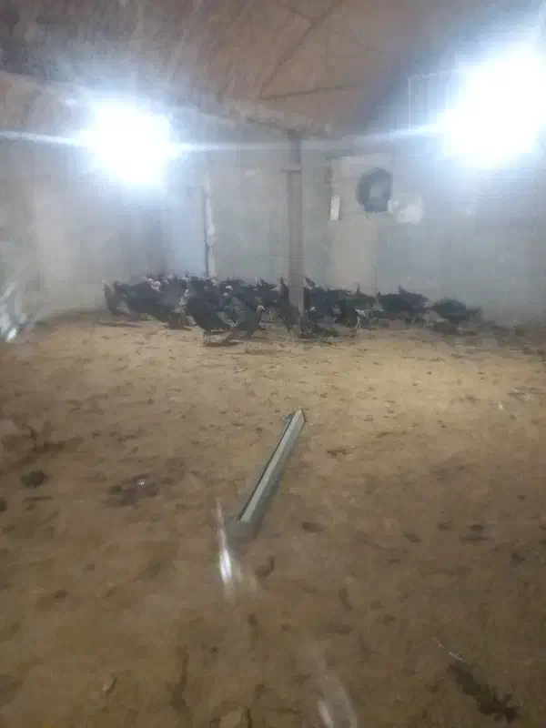 گوشت بوقلمون موجود است|خوردنی و آشامیدنی|ورامین, ورامین|دیوار