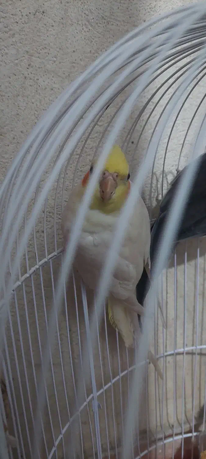 عروس هلندی|پرنده|گرگان, |دیوار