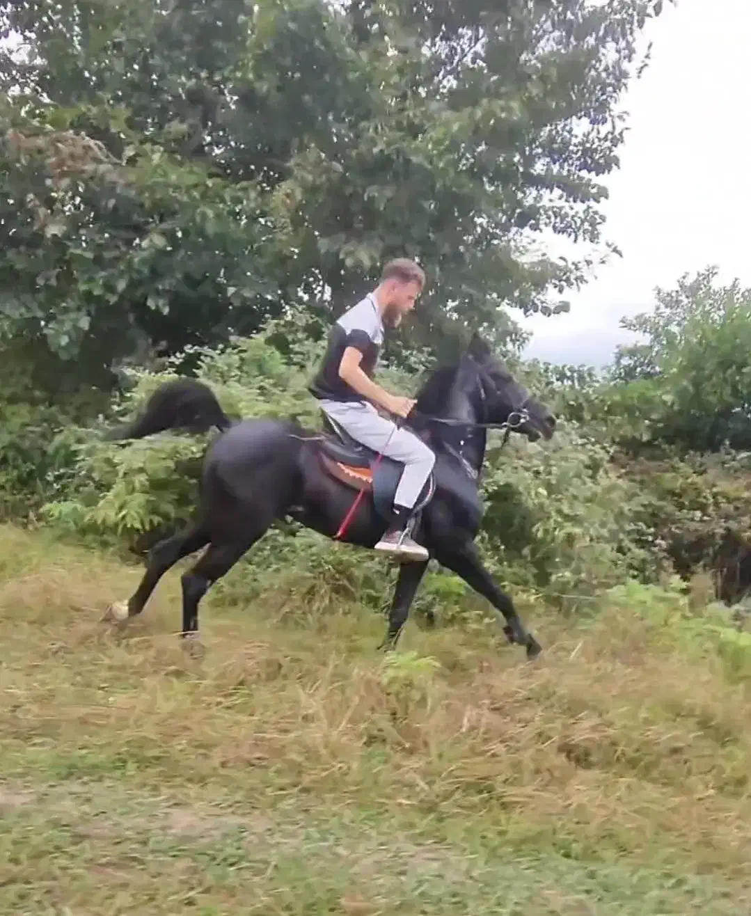 اسب مشکلی ذغالی|اسب و تجهیزات اسب‌سواری|ماسال, |دیوار