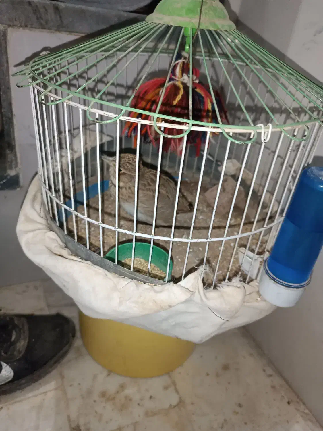 سره خاکی|پرنده|قم, حکمت شمالی|دیوار