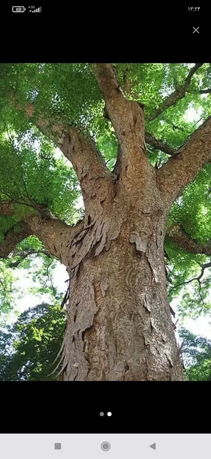 اره برقی قطع درخت  اس کریم|خدمات باغبانی و درختکاری|بهبهان, |دیوار