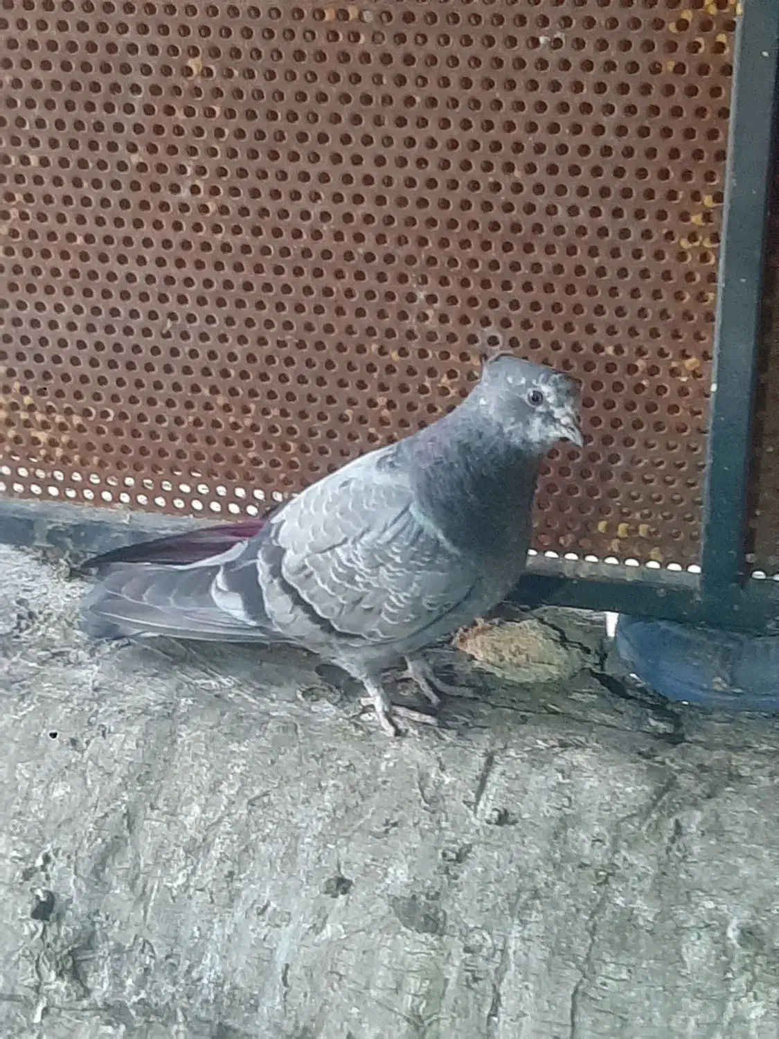 کفتر ۱۴۰|حیوانات|قدس, شهر‌قدس|دیوار