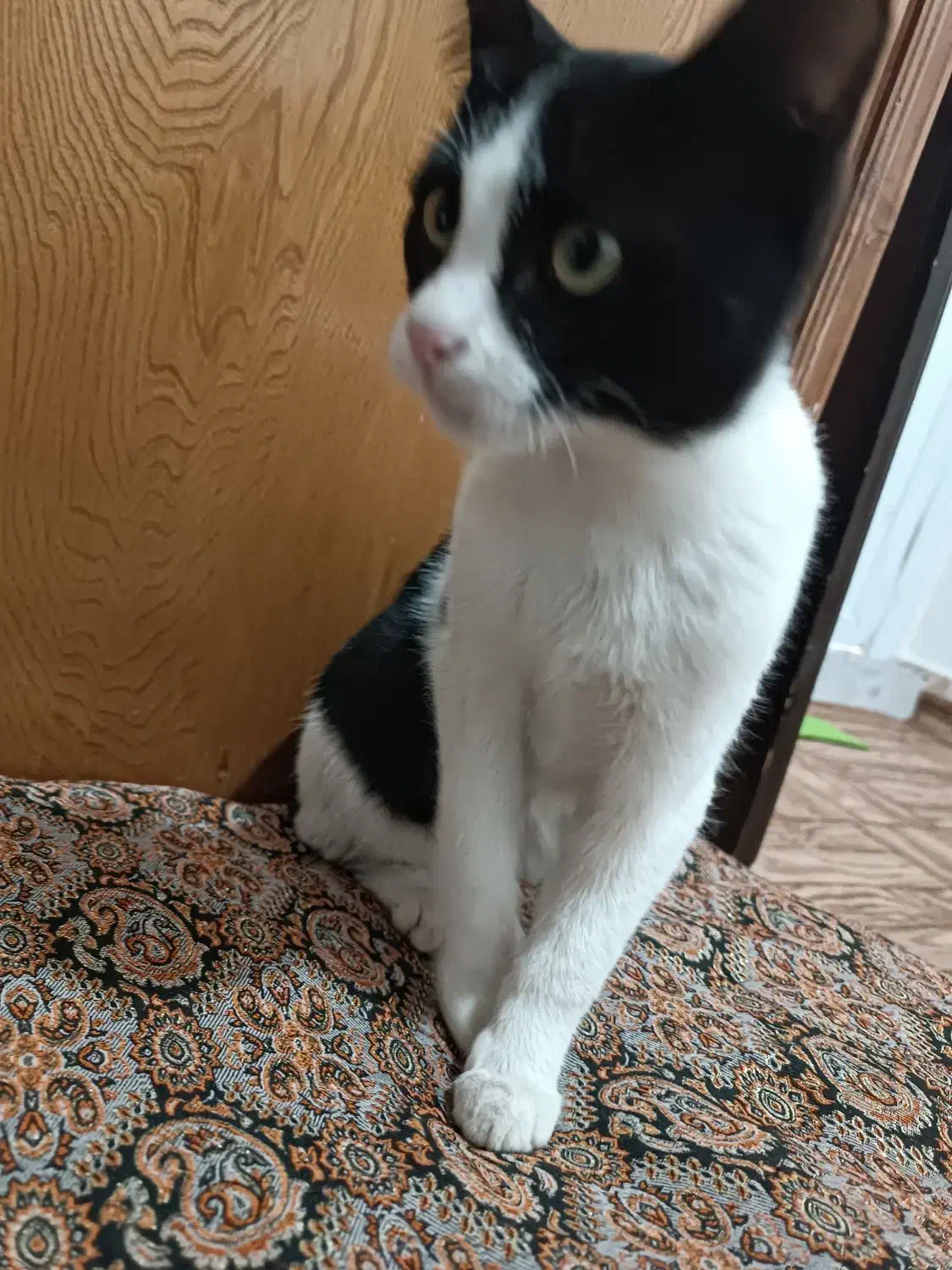 گربه خونگی|گربه|اردبیل, |دیوار