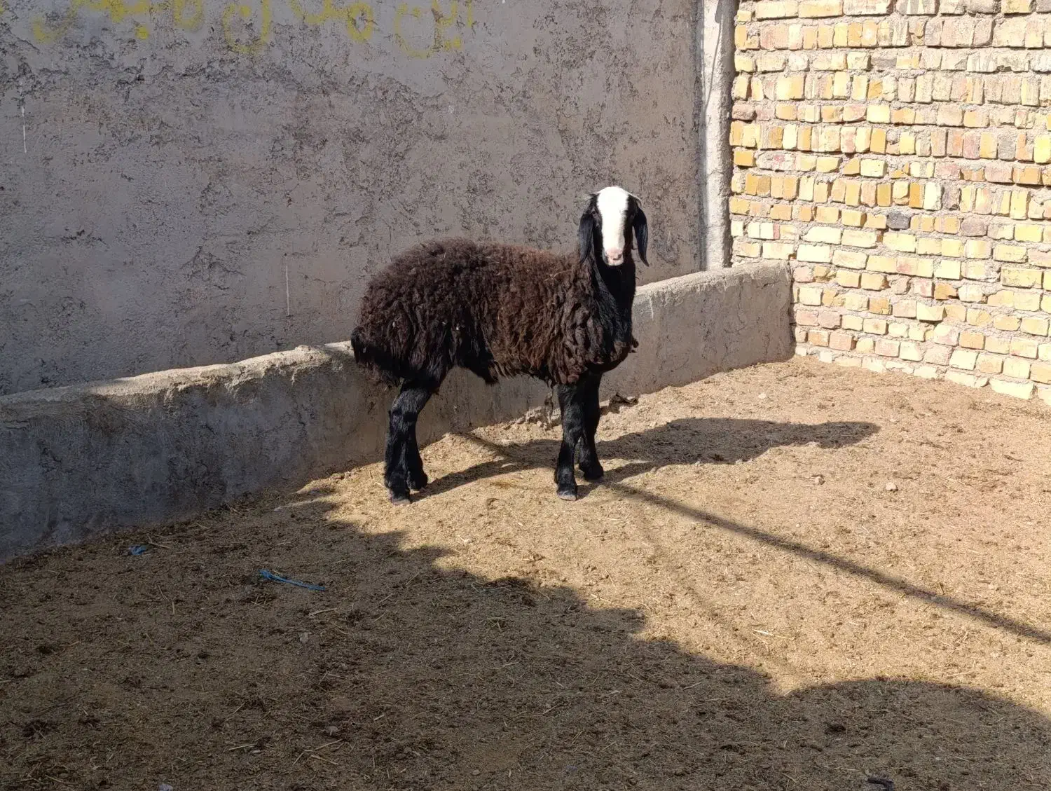 بره قوچ سیاه شال|حیوانات مزرعه|تاکستان, |دیوار
