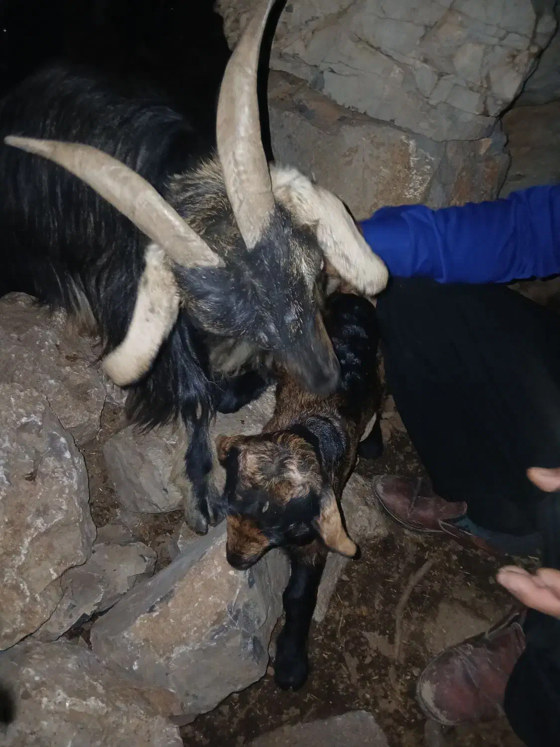 بزوبیگ|حیوانات مزرعه|دزفول, |دیوار