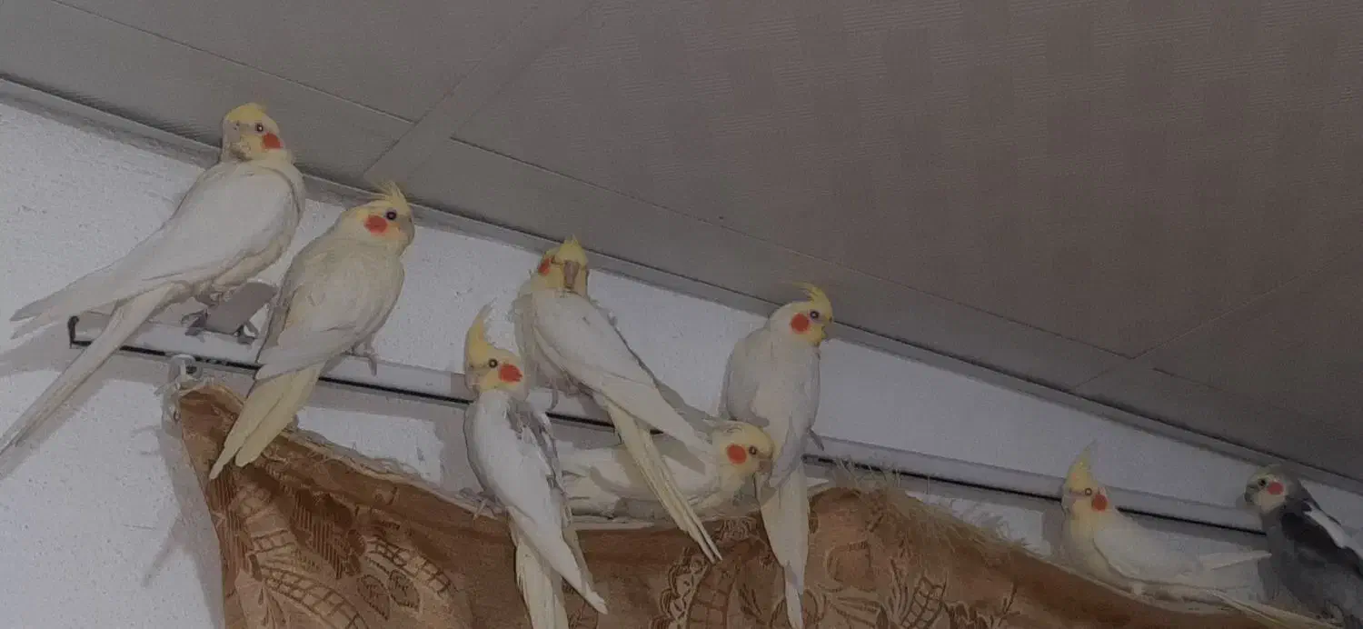 عروس هلندی|پرنده|سیرجان, |دیوار