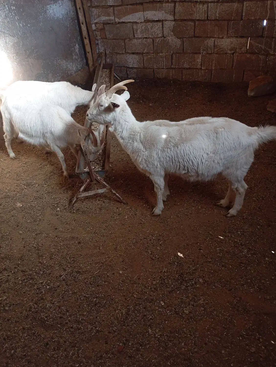 بز سانن|حیوانات مزرعه|نیشابور, خط کاشمر|دیوار