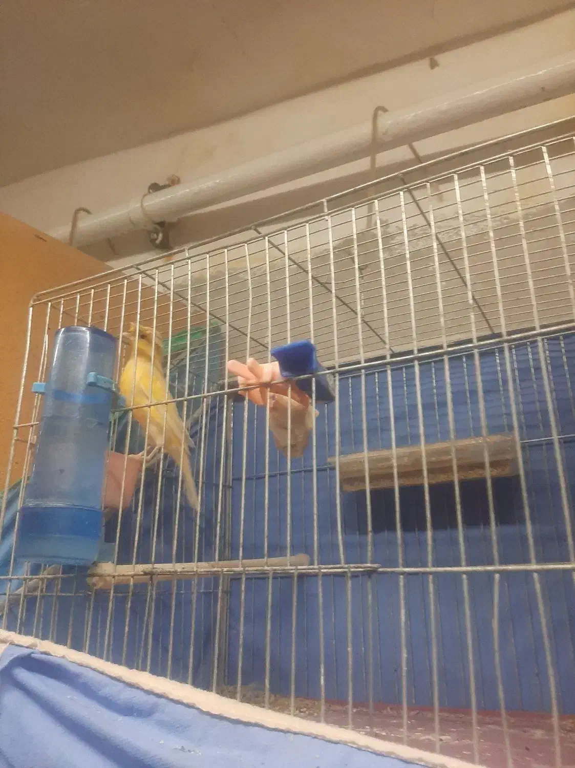 مرغ عشق قناری فنج|پرنده|تاکستان, |دیوار