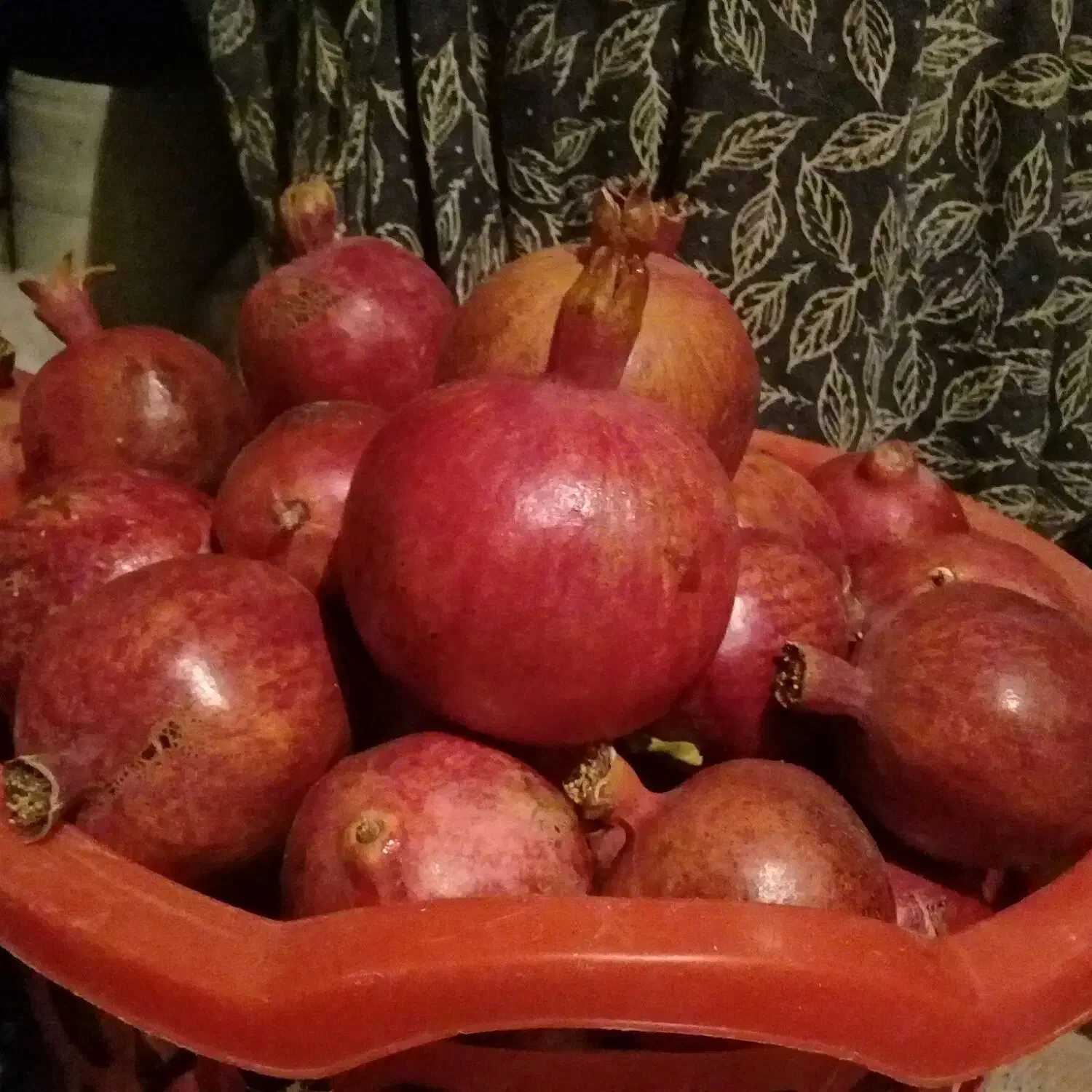 انار|خوردنی و آشامیدنی|فردوس (خراسان), |دیوار