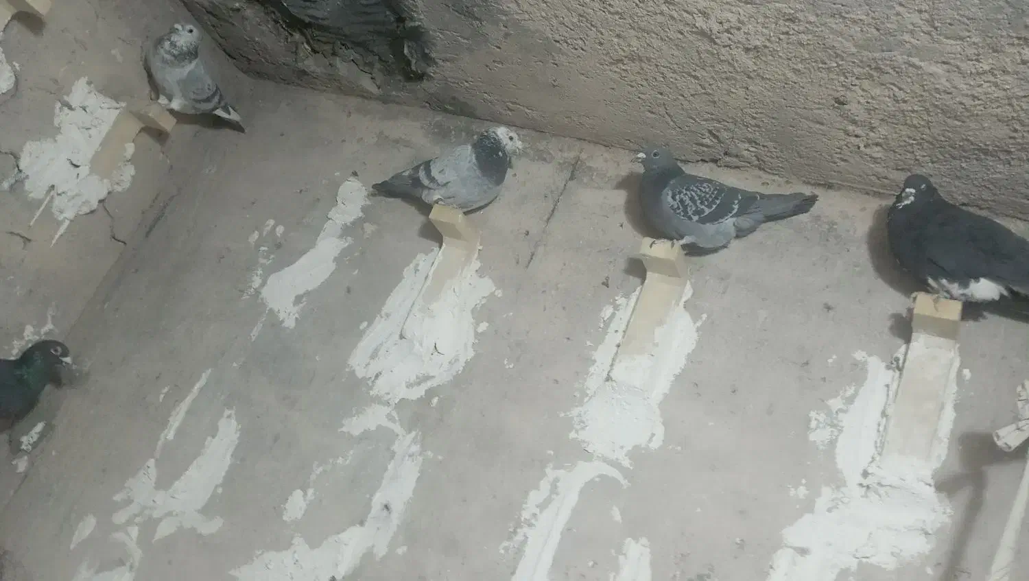 کفتر شب بازی|پرنده|فسا, |دیوار