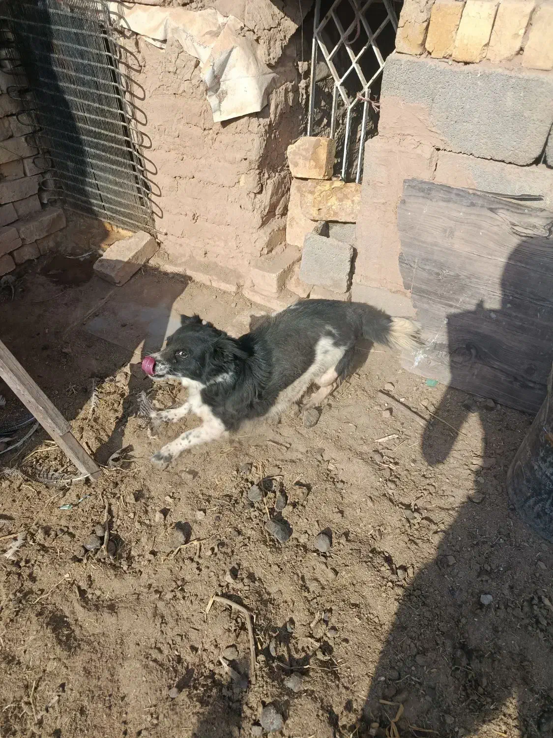 فروش سگ قیمت ۵۰۰تومان|سگ|یزد, |دیوار