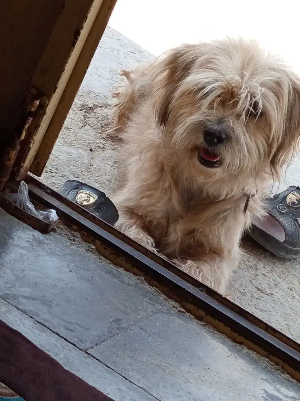 سگ فروشی|سگ|جره و بالاده, |دیوار