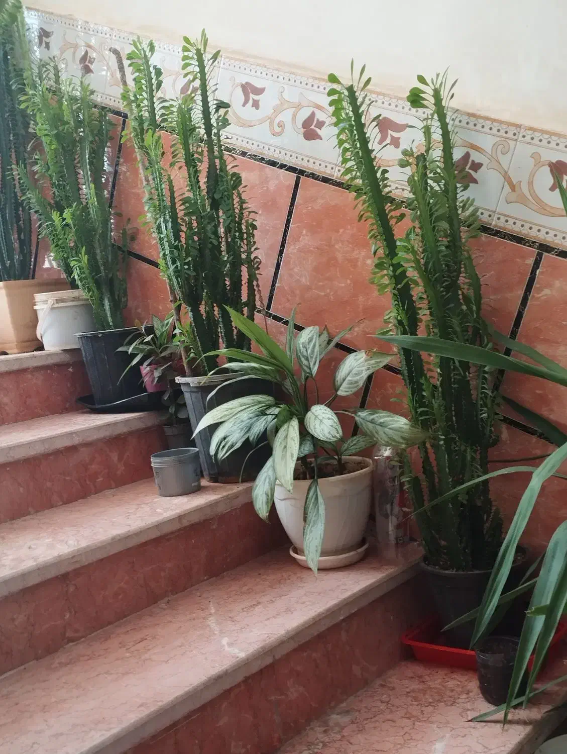 سلام گلها بعلت کمبود جا زیر قیمت بفروش میرسد|گل و گیاه طبیعی|یاسوج, |دیوار