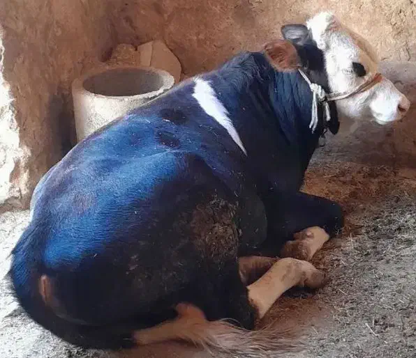 چهار راس گوساله نر سیمینتال جنس وزن 380تا 400|حیوانات مزرعه|حمیل, |دیوار