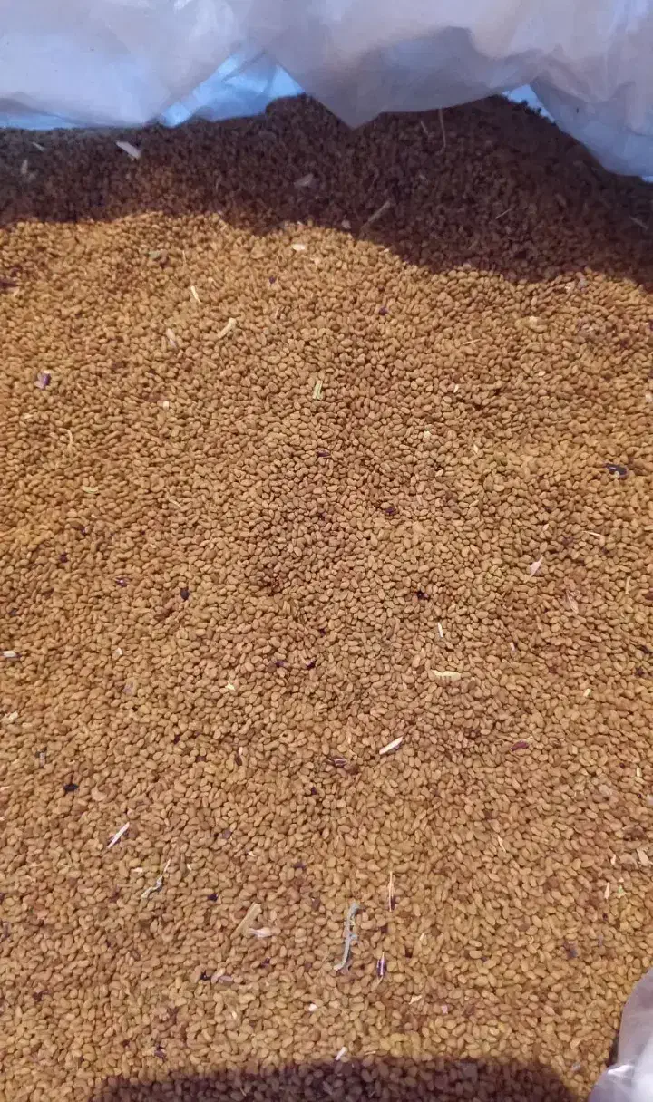 بذریونجه،|گل و گیاه طبیعی|مشهد, شهید جنگی|دیوار