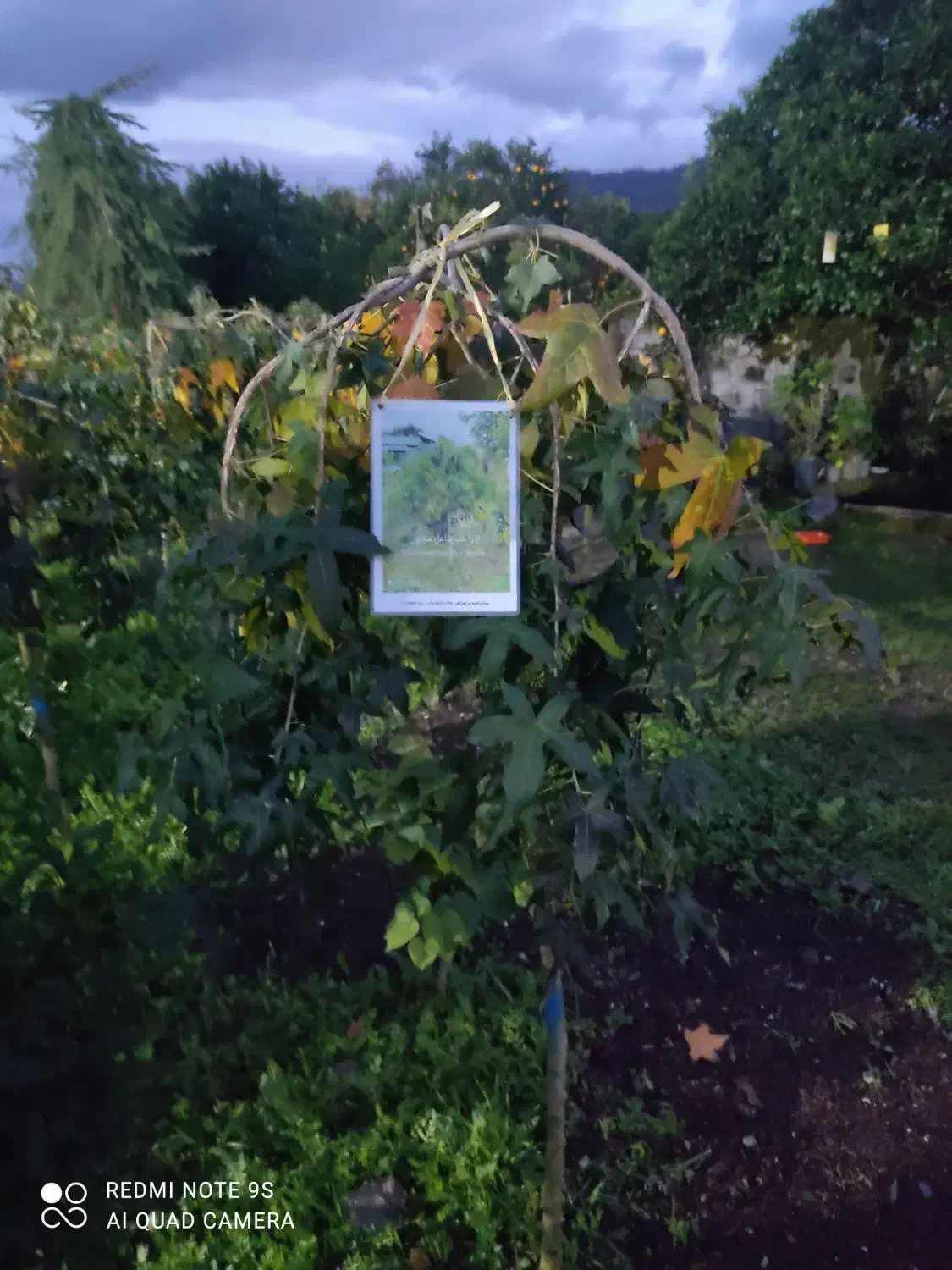 تولیدوفروش گلهای لوکس وکمیاب وارداتی|خدمات باغبانی و درختکاری|چابکسر, |دیوار