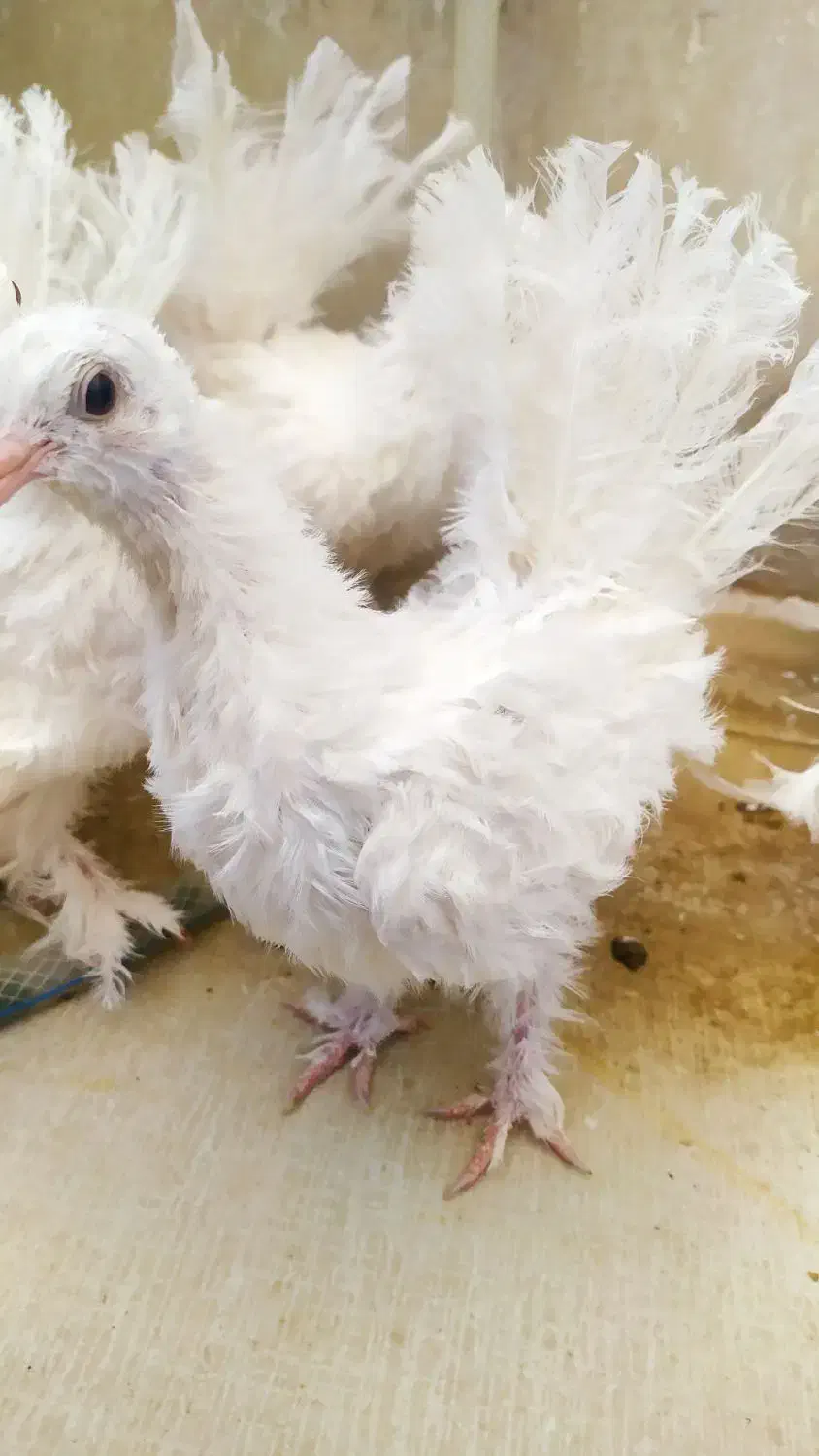 کبوتر تزیینی|پرنده|بیرجند, |دیوار