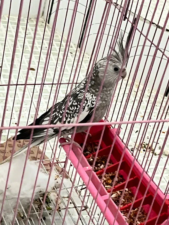 عروس هلندی|پرنده|شوشتر, |دیوار