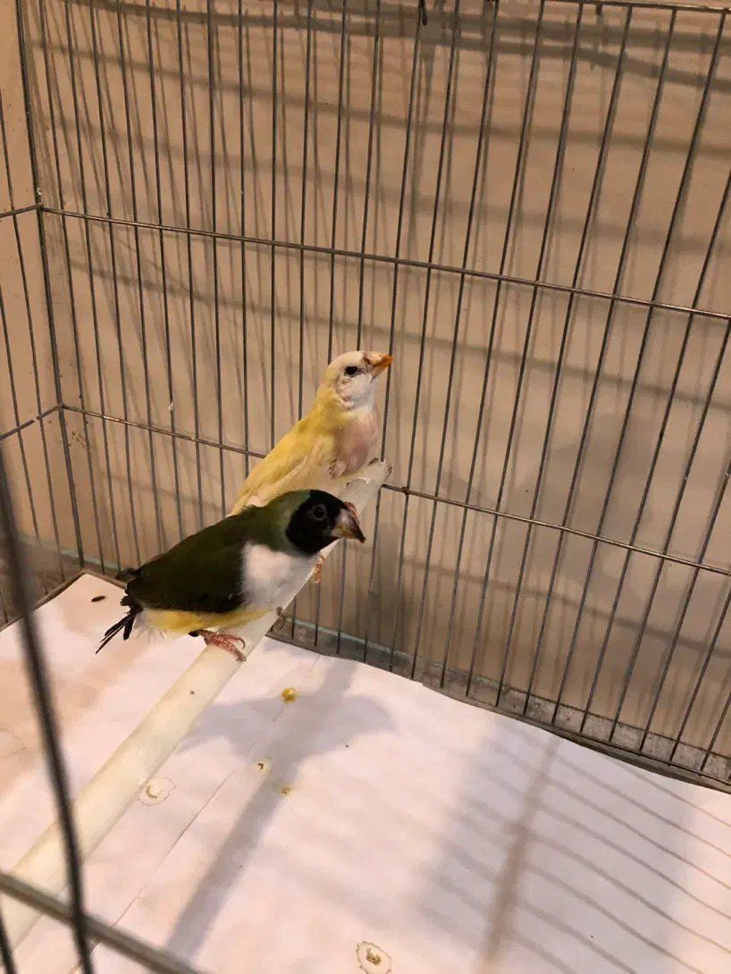 فنچ گلدین ماده|پرنده|تهران, جوادیه|دیوار