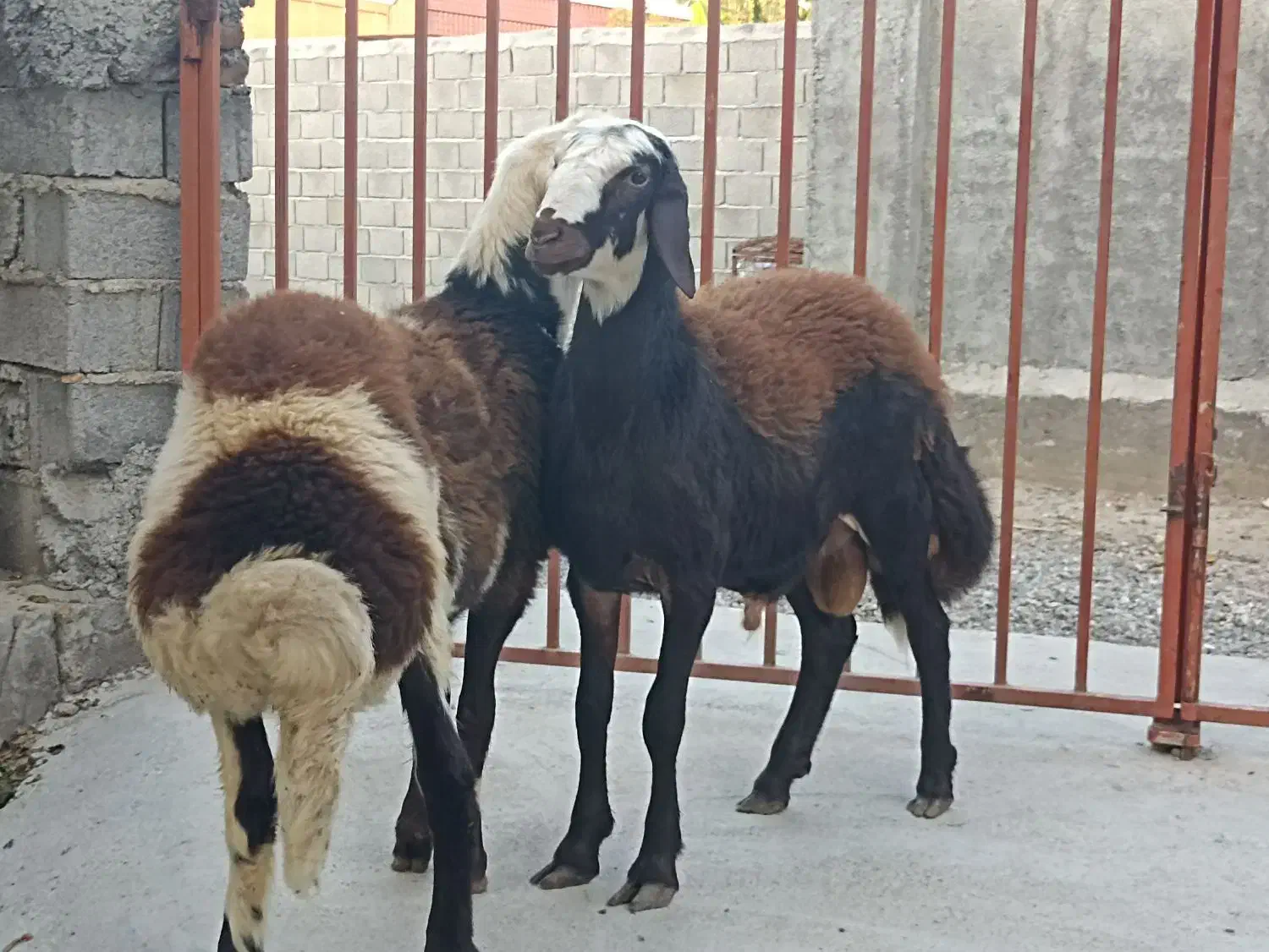 دو عدد قوچ توقلی|حیوانات مزرعه|سیمین شهر, |دیوار