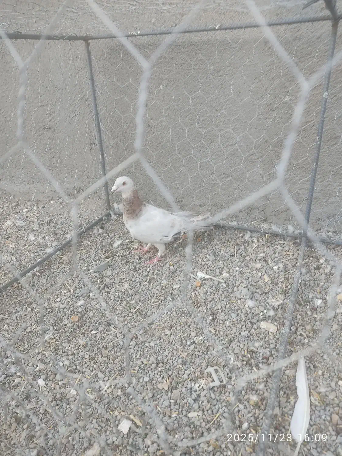 کبوتر|پرنده|مشکان, |دیوار