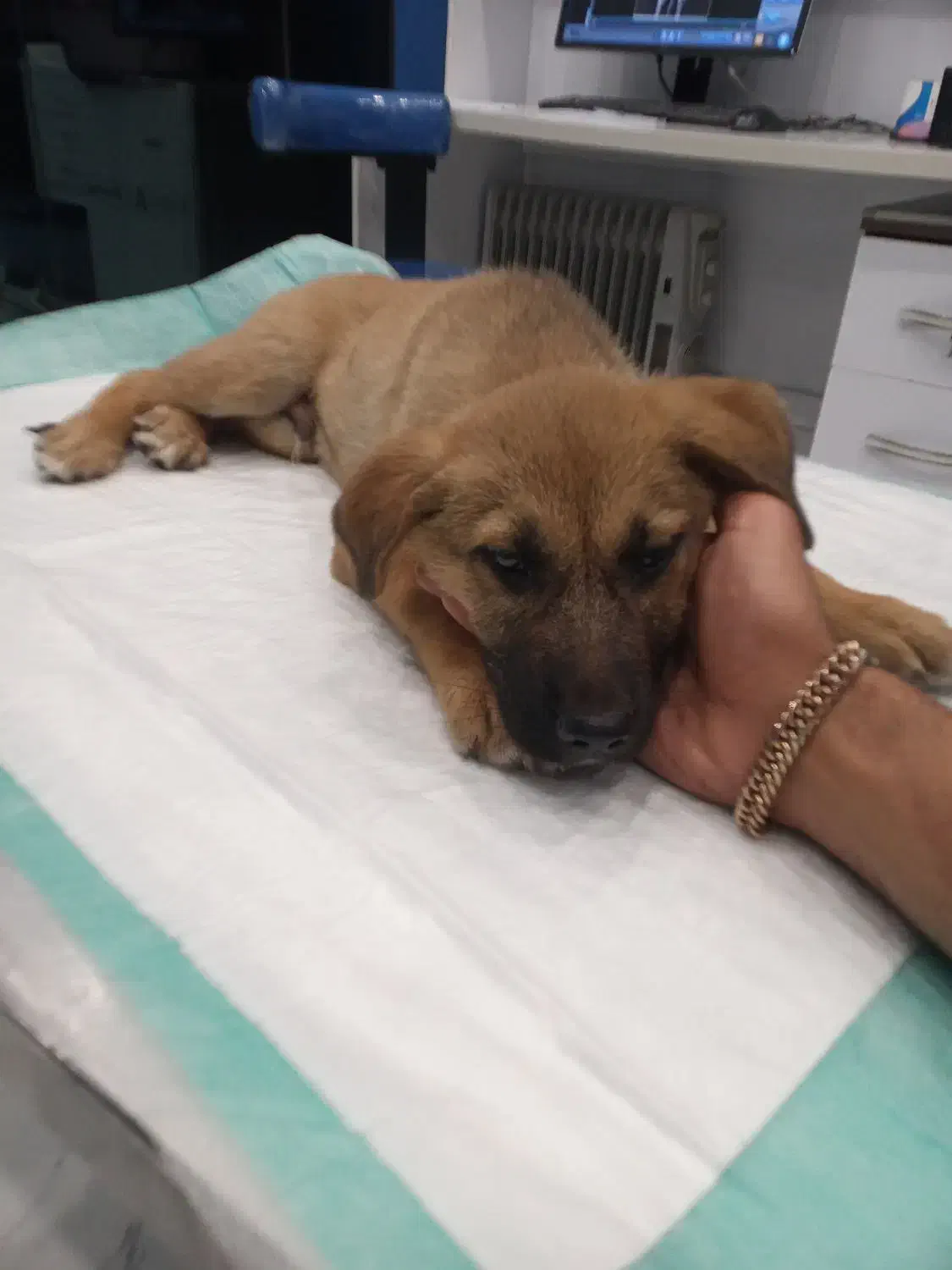 واگذاری رایگان سگ|سگ|رودسر, |دیوار