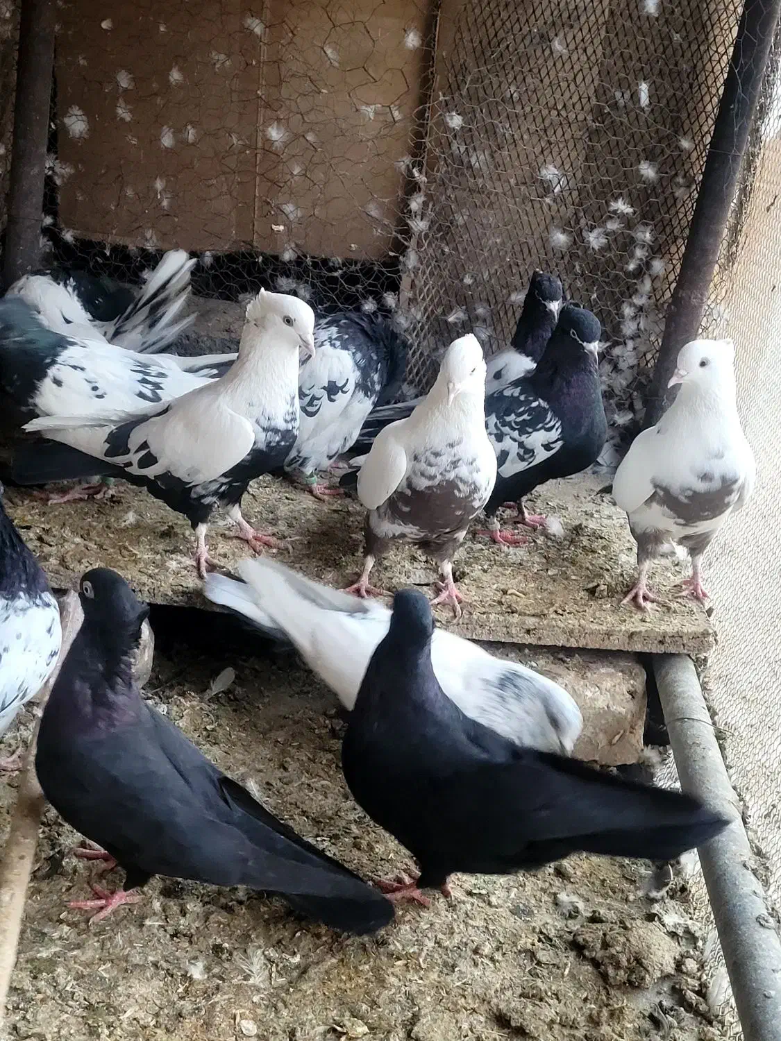 کفترکله سیاه دمبی سینه ای قیل کله ای سبز رنگی|پرنده|مبارکه, |دیوار