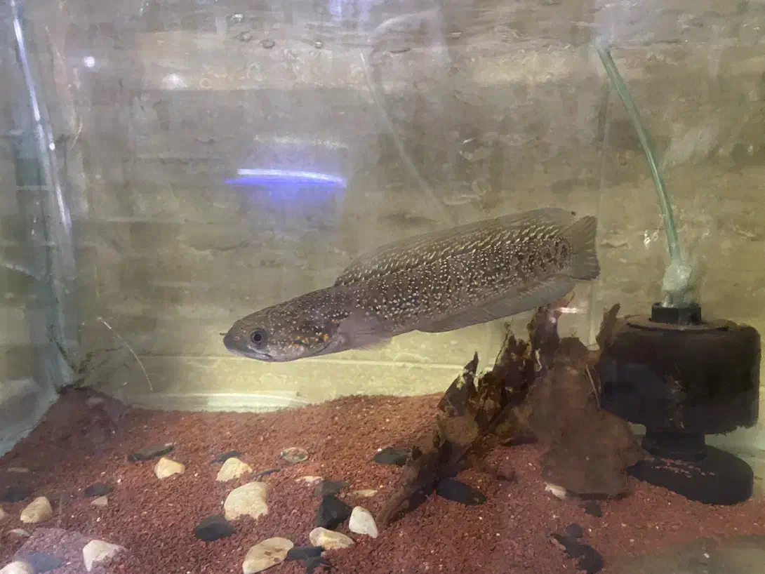 فروش یا معاوضه چند ماهی خاص|ماهی|تهران, افسریه شمالی|دیوار