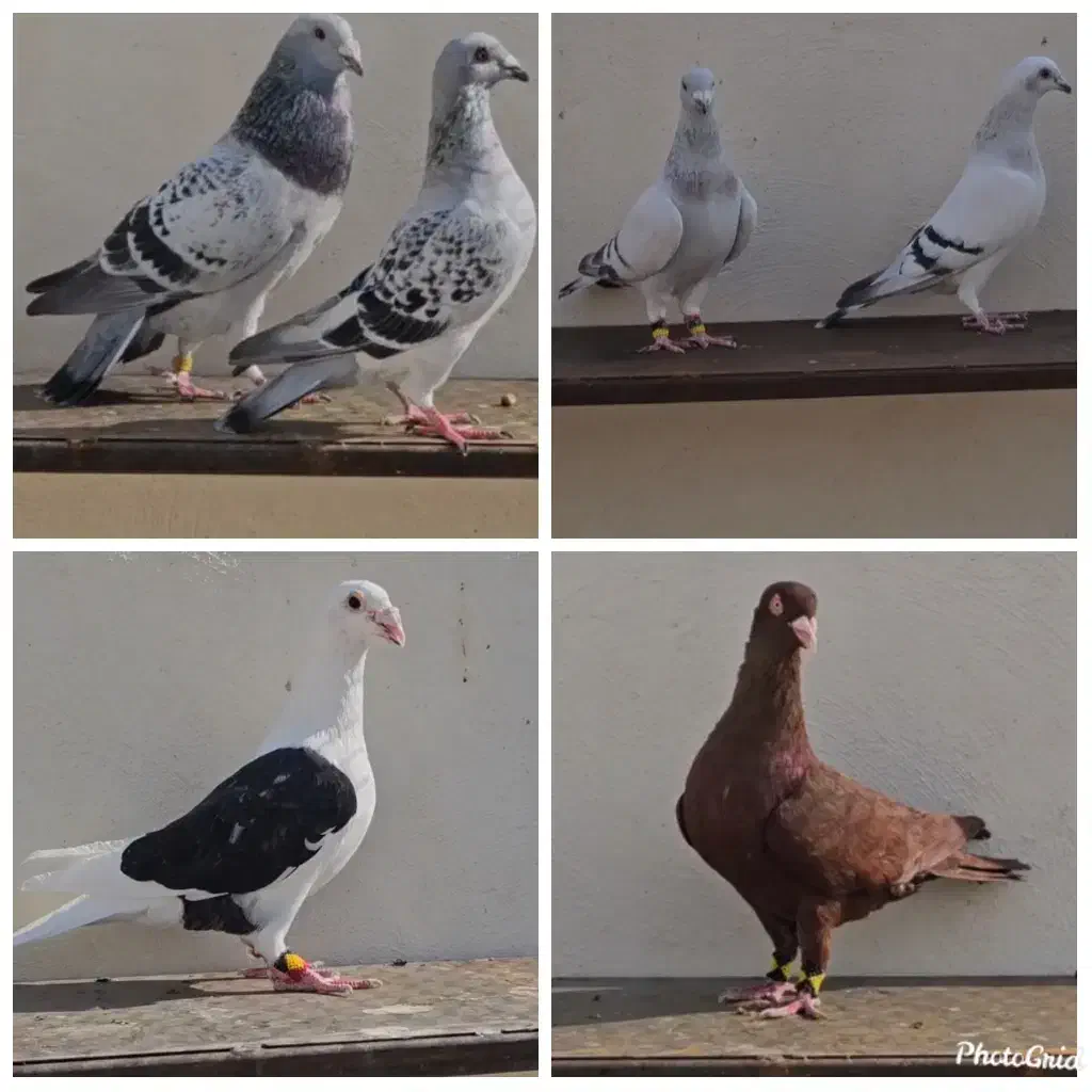 کبوتر|پرنده|برازجان, |دیوار