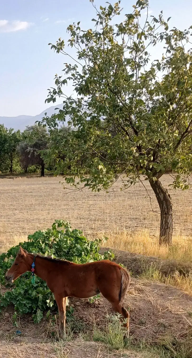 کره اسب|اسب و تجهیزات اسبسواری|اشترینان, |دیوار