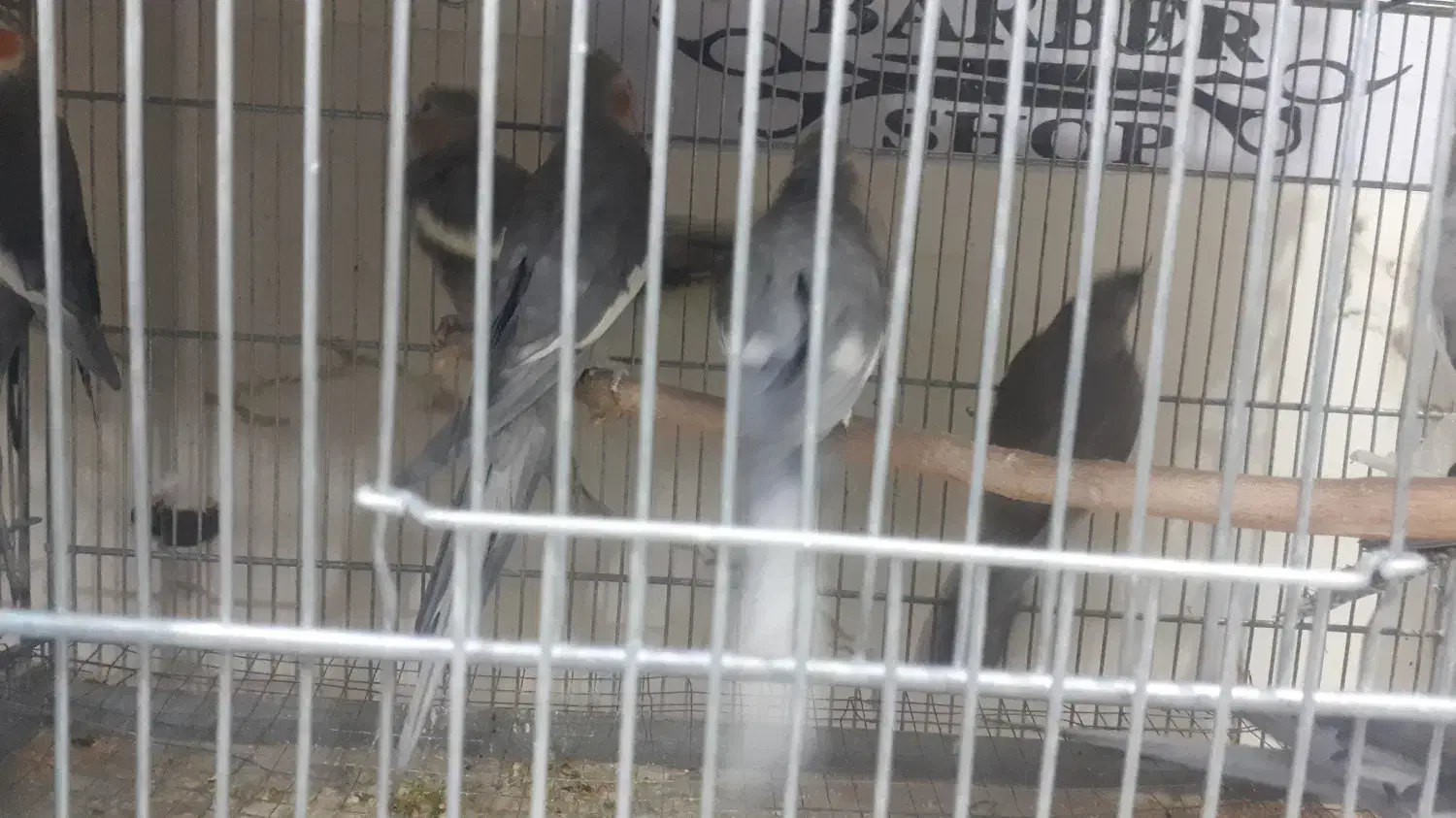 جفت عروس هلندی مولد|پرنده|برخوار, |دیوار