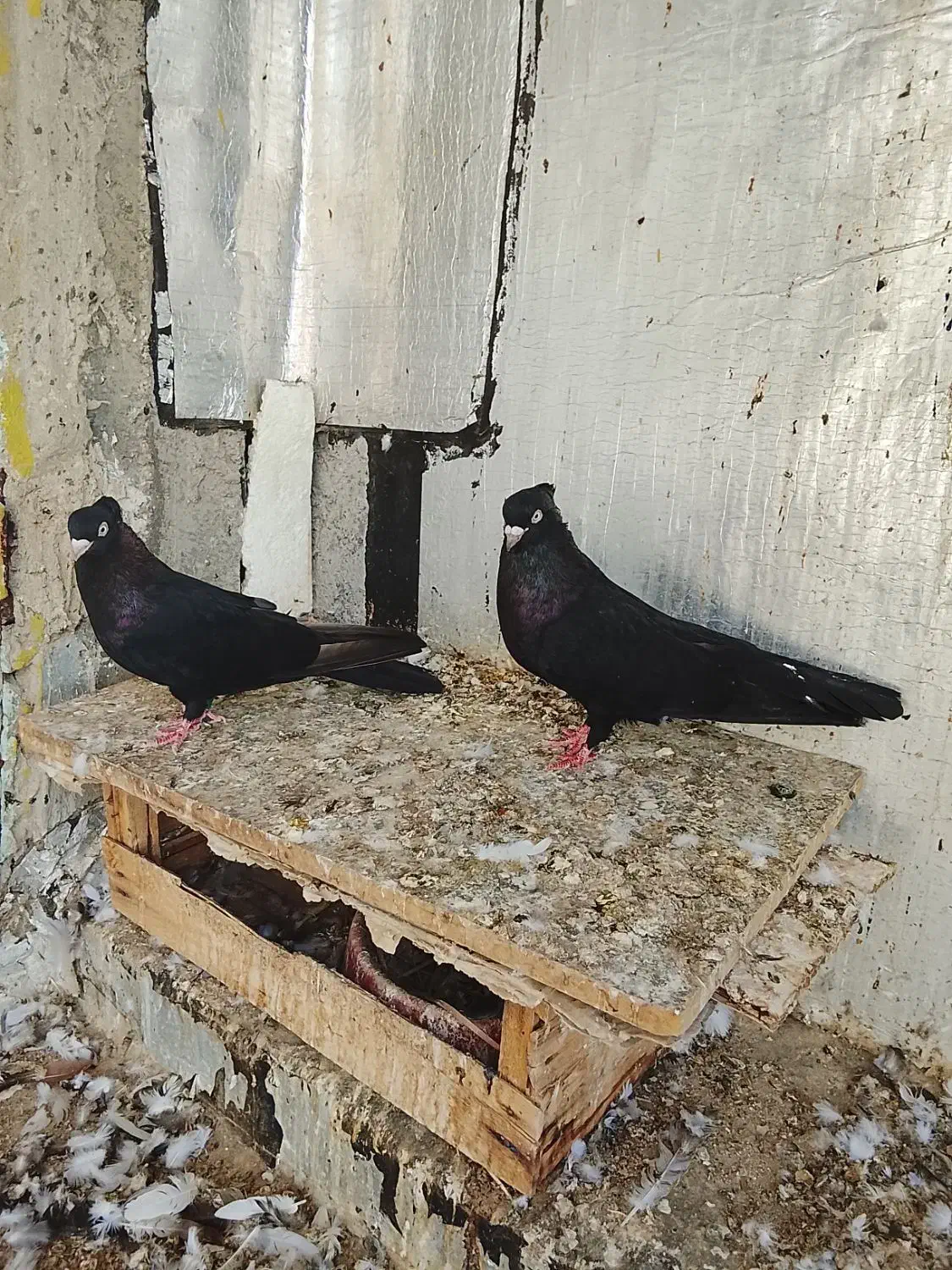 جفت صرب|پرنده|سیراف, |دیوار